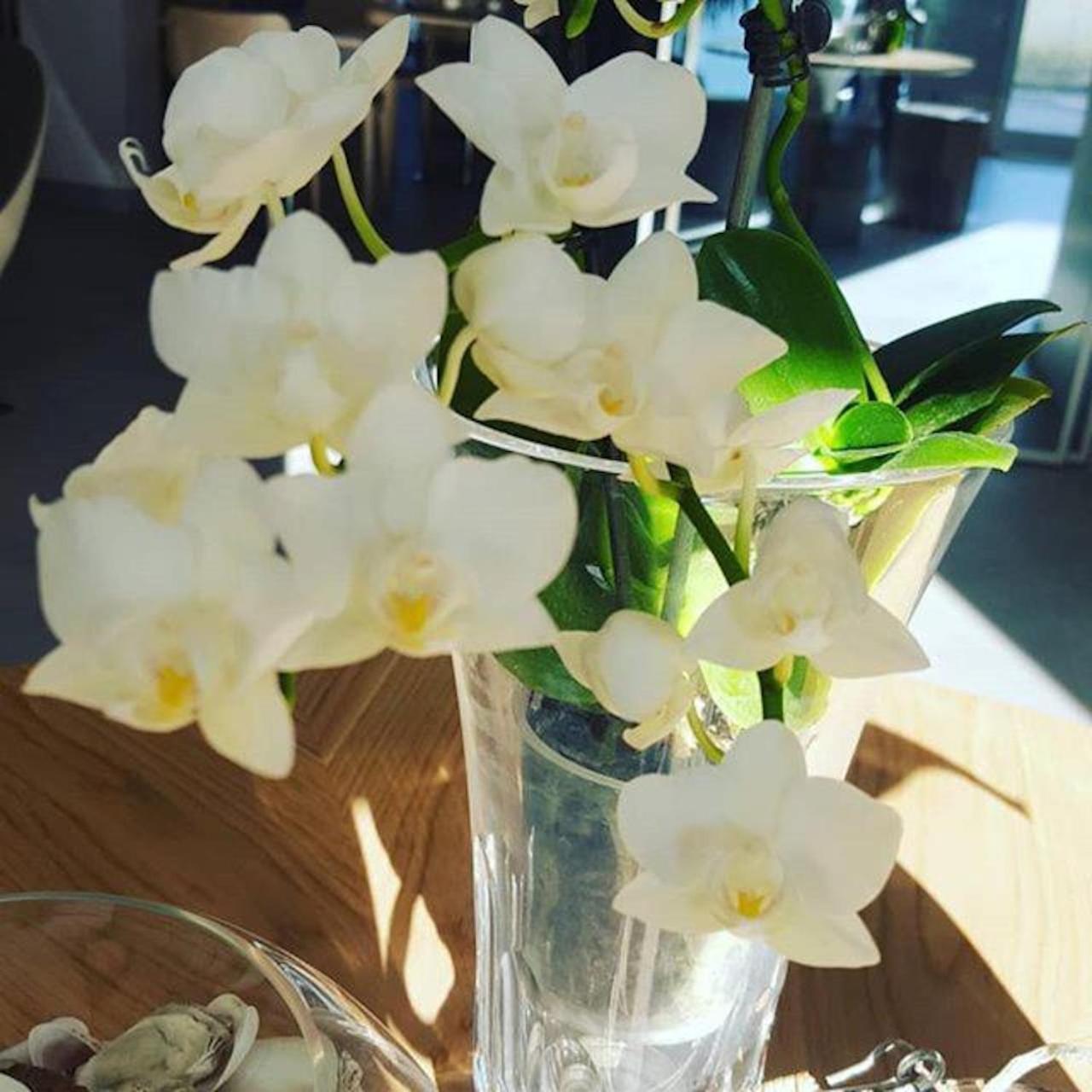 Hotel Villa Barsanti Pietrasanta Eksteriør billede